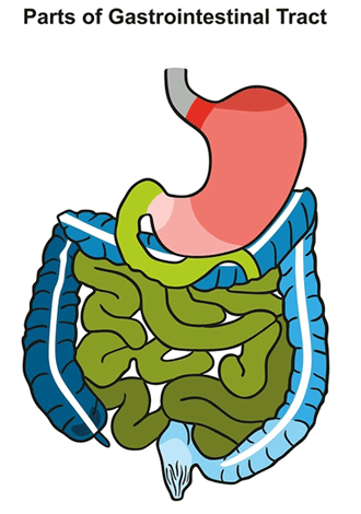 gastrointestinal tract