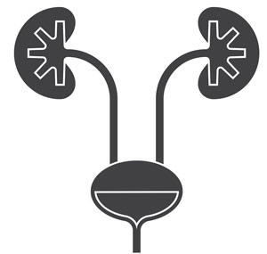 kidney illustration