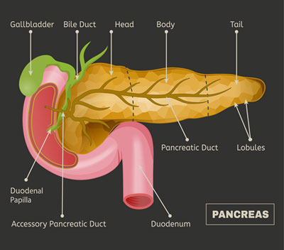 pancreas