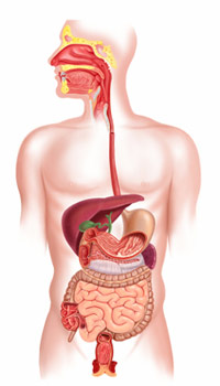 digestive system